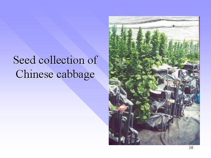 Seed collection of Chinese cabbage 16 