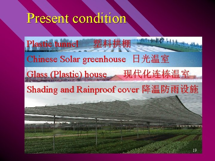 Present condition Plastic tunnel 塑料拱棚 Chinese Solar greenhouse 日光温室 装配式钢管骨架大棚 竹木结构大棚 Glass (Plastic) house