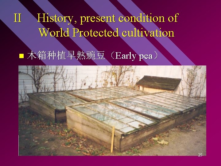 II n History, present condition of World Protected cultivation 木箱种植早熟豌豆（Early pea） 25 