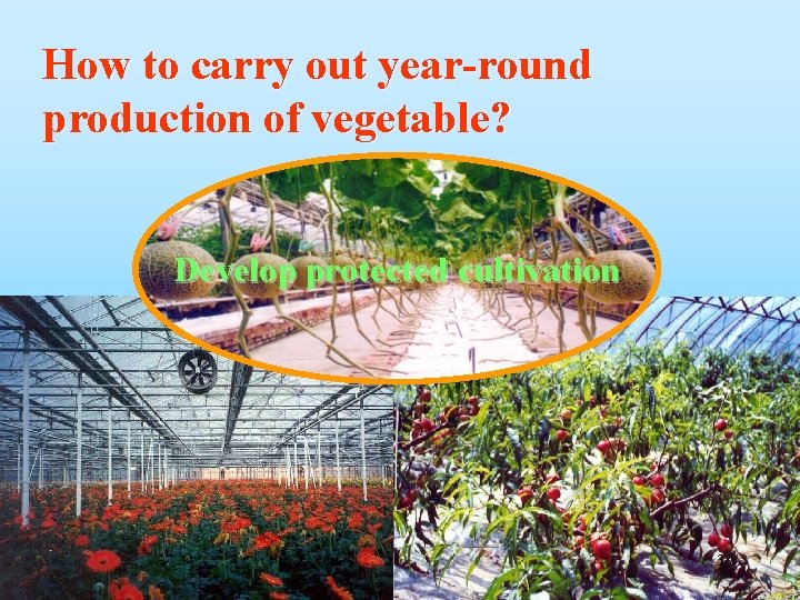 How to carry out year-round production of vegetable? Develop protected cultivation Grow in suitable