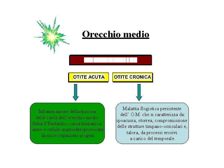 Orecchio medio Infiammazione della mucosa delle cavià dell’orecchio medio (tuba d’Eustachio, cassa timpanica, antro