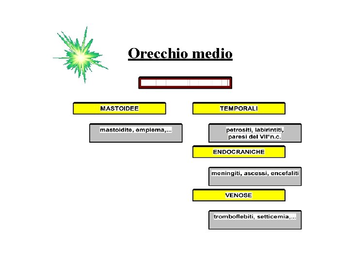 Orecchio medio 