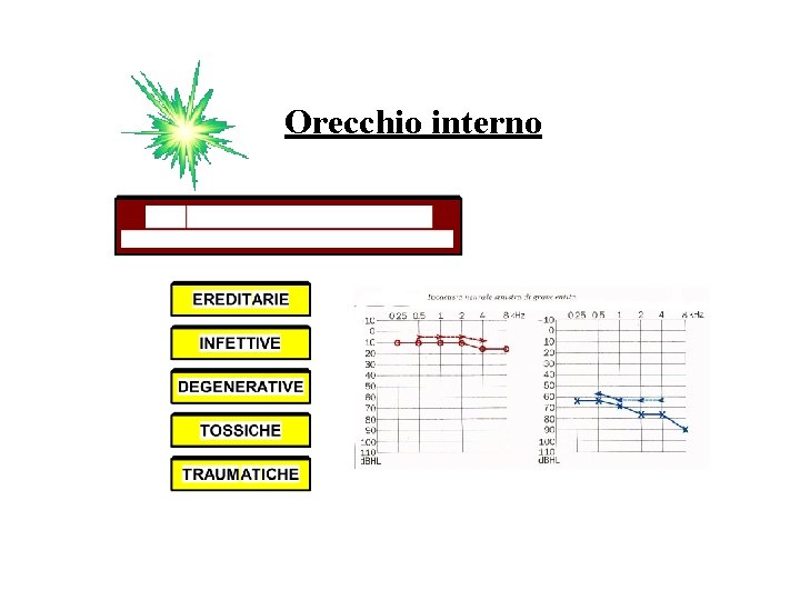 Orecchio interno 