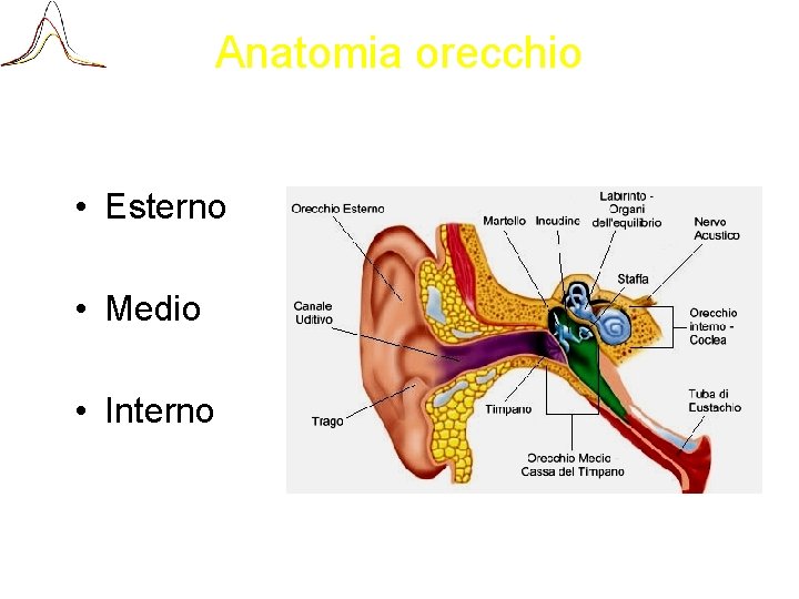 Anatomia orecchio • Esterno • Medio • Interno 