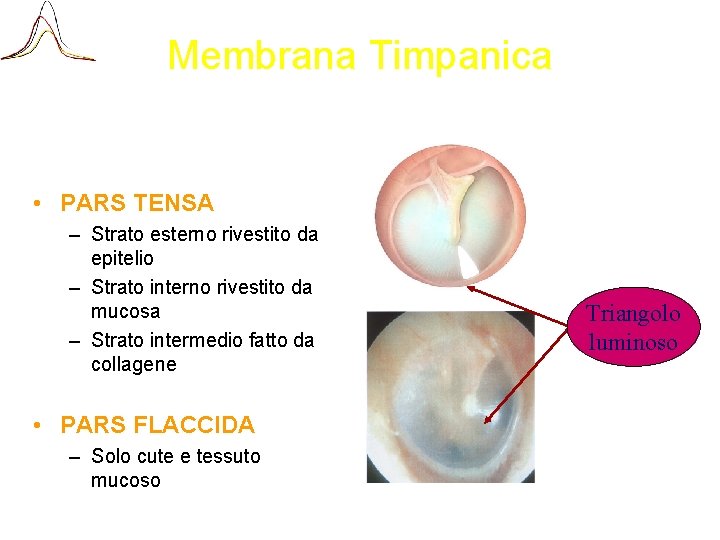 Membrana Timpanica • PARS TENSA – Strato esterno rivestito da epitelio – Strato interno