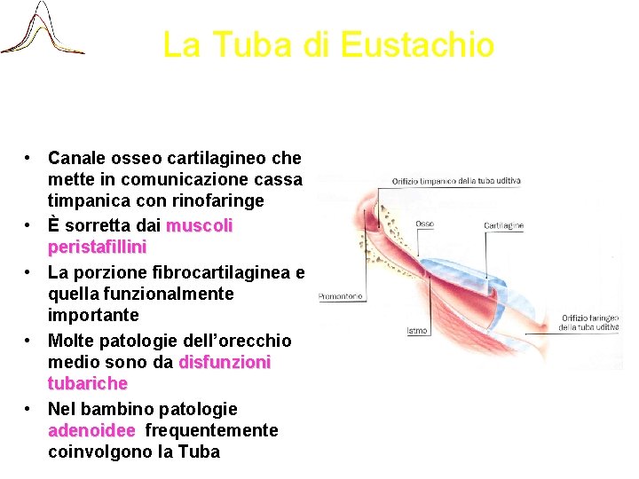 La Tuba di Eustachio • Canale osseo cartilagineo che mette in comunicazione cassa timpanica