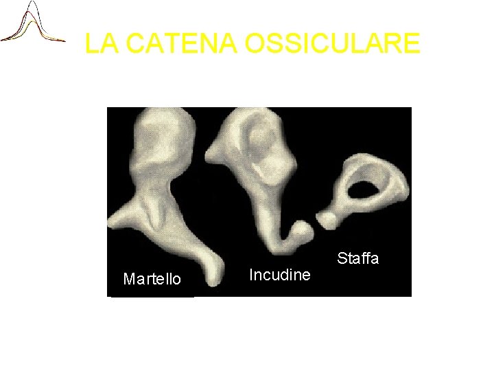 LA CATENA OSSICULARE Martello Incudine Staffa 