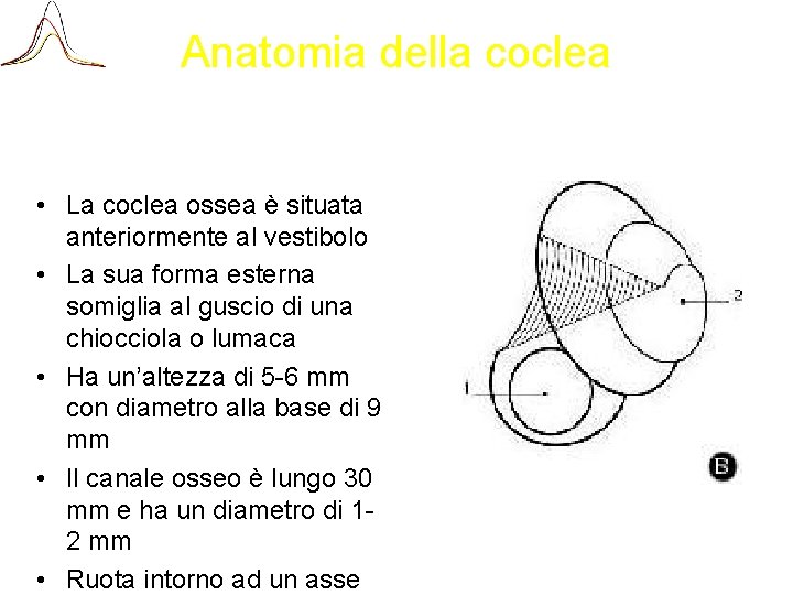 Anatomia della coclea • La coclea ossea è situata anteriormente al vestibolo • La