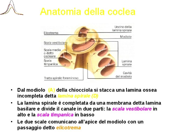 Anatomia della coclea • Dal modiolo (A) della chiocciola si stacca una lamina ossea