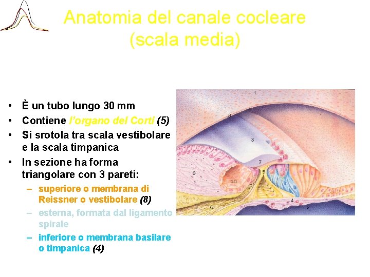 Anatomia del canale cocleare (scala media) • È un tubo lungo 30 mm •