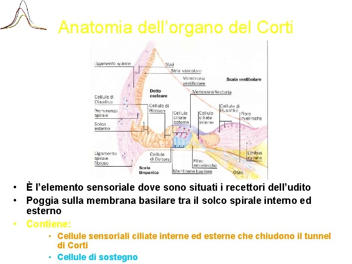 Anatomia dell’organo del Corti • È l’elemento sensoriale dove sono situati i recettori dell’udito