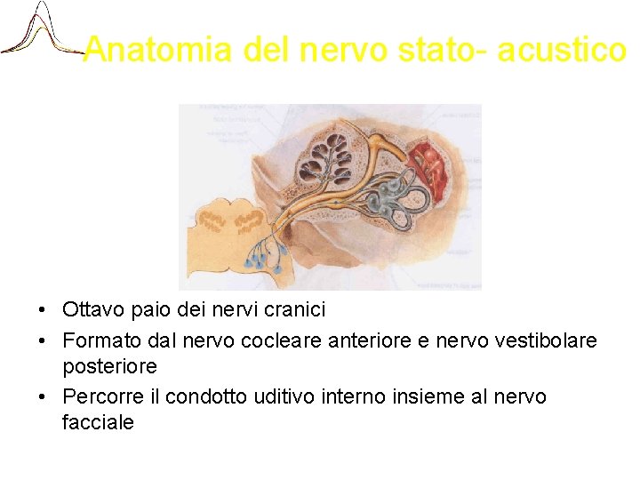 Anatomia del nervo stato- acustico • Ottavo paio dei nervi cranici • Formato dal