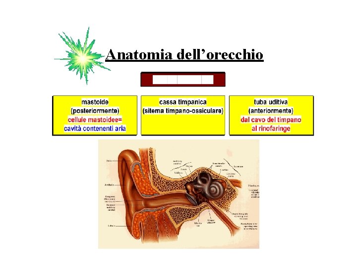 Anatomia dell’orecchio 