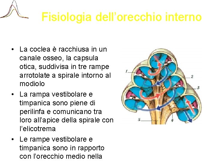 Fisiologia dell’orecchio interno • La coclea è racchiusa in un canale osseo, la capsula