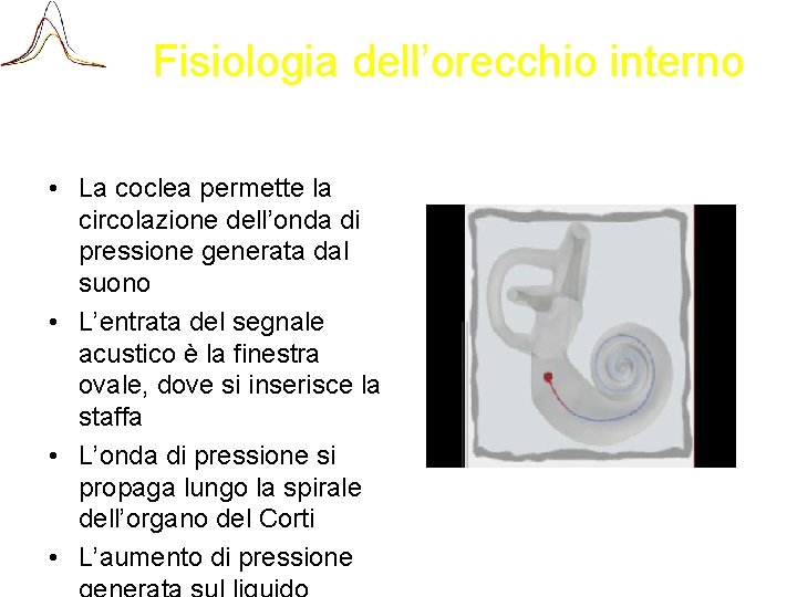 Fisiologia dell’orecchio interno • La coclea permette la circolazione dell’onda di pressione generata dal