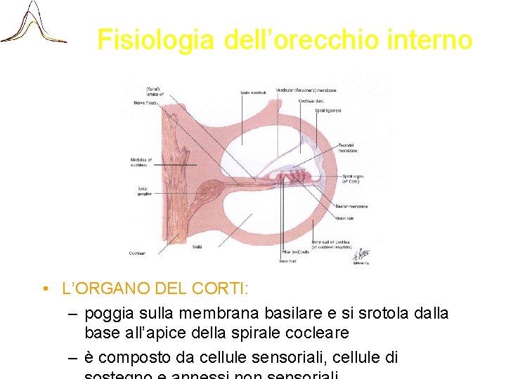 Fisiologia dell’orecchio interno • L’ORGANO DEL CORTI: – poggia sulla membrana basilare e si