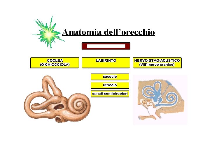 Anatomia dell’orecchio 