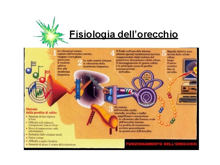 Fisiologia dell’orecchio 