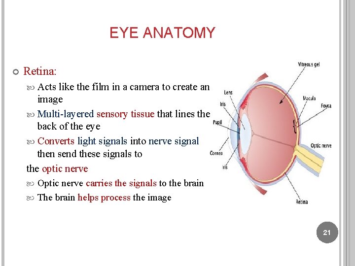 LAB 10 HUMAN EYE ANATOMY Biology Department 2