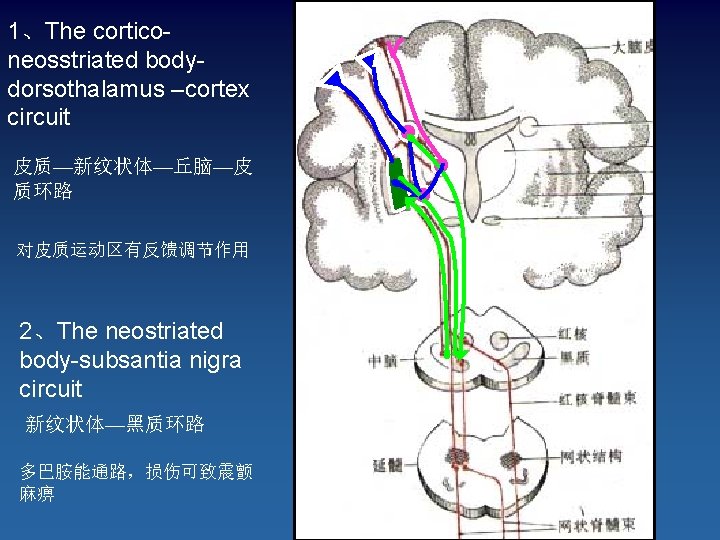 1、The corticoneosstriated bodydorsothalamus –cortex circuit 皮质—新纹状体—丘脑—皮 质环路 对皮质运动区有反馈调节作用 2、The neostriated body-subsantia nigra circuit 新纹状体—黑质环路