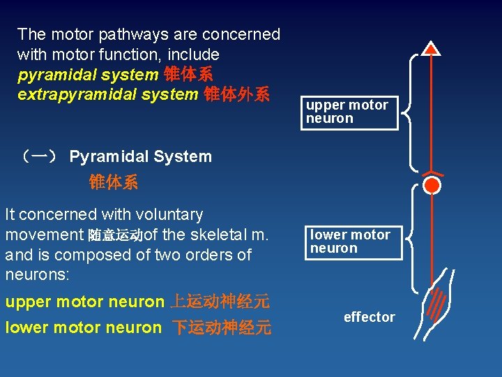 The motor pathways are concerned with motor function, include pyramidal system 锥体系 extrapyramidal system