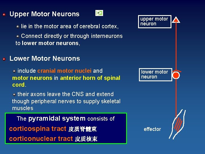 Upper Motor Neurons lie in the motor area of cerebral cortex, upper motor neuron