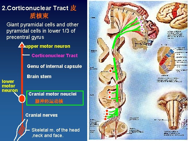 2. Corticonuclear Tract 皮 质核束 Giant pyramidal cells and other pyramidal cells in lower