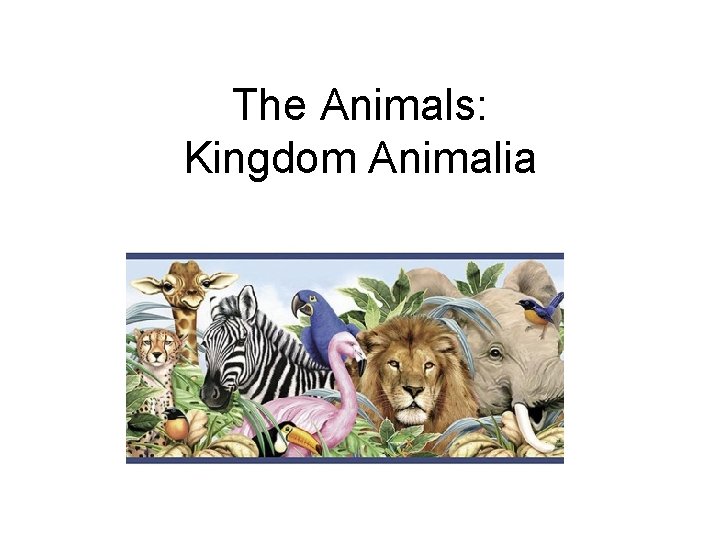 The Animals: Kingdom Animalia 