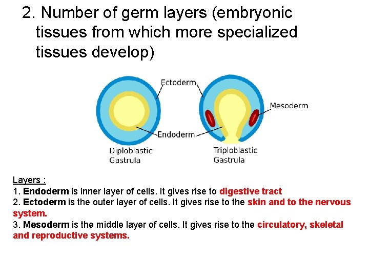 2. Number of germ layers (embryonic tissues from which more specialized tissues develop) Layers