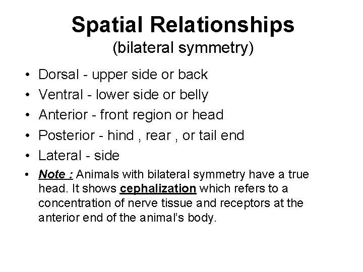Spatial Relationships (bilateral symmetry) • • • Dorsal - upper side or back Ventral
