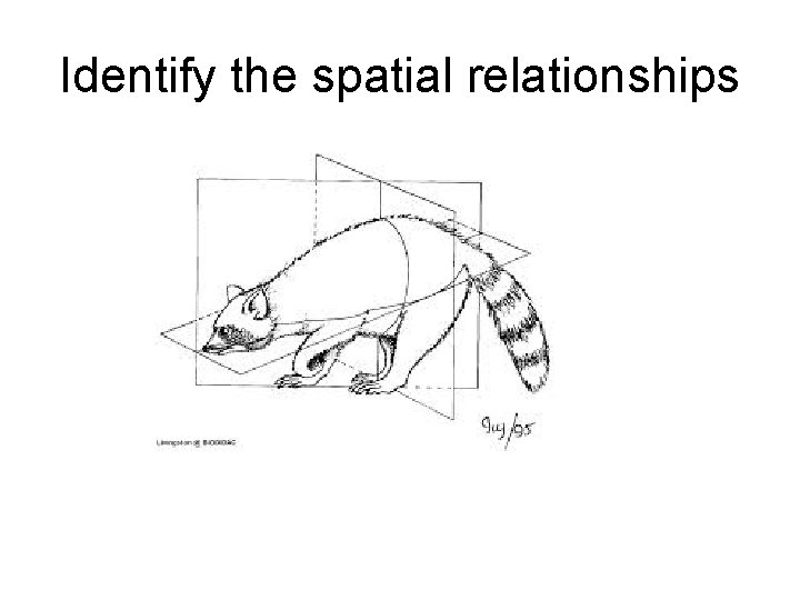 Identify the spatial relationships 