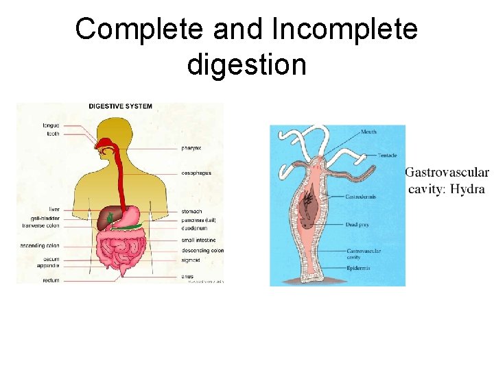 Complete and Incomplete digestion 