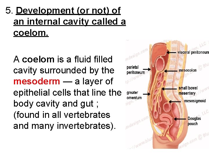 5. Development (or not) of an internal cavity called a coelom. A coelom is