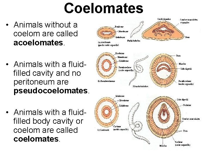 Coelomates • Animals without a coelom are called acoelomates. • Animals with a fluidfilled