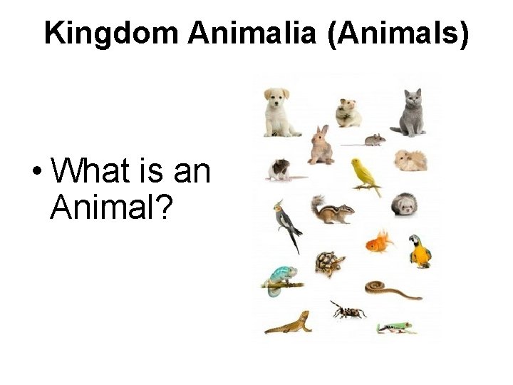 Kingdom Animalia (Animals) • What is an Animal? 