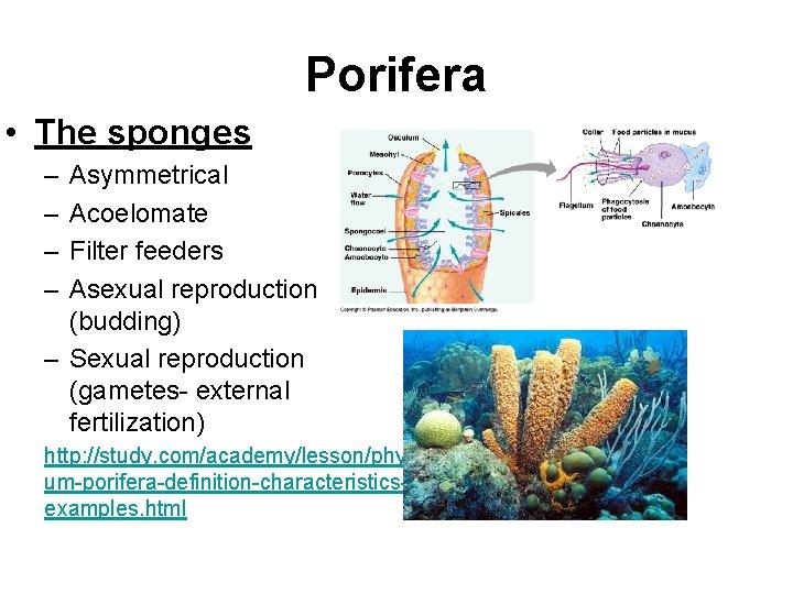 Porifera • The sponges – – Asymmetrical Acoelomate Filter feeders Asexual reproduction (budding) –