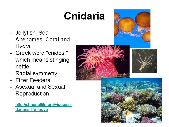 Cnidaria - Jellyfish, Sea Anenomes, Coral and Hydra - Greek word "cnidos, " which