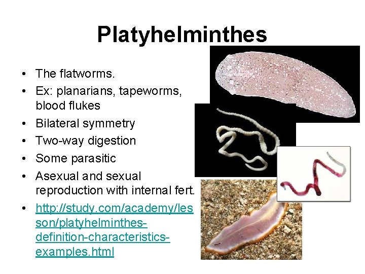 Platyhelminthes • The flatworms. • Ex: planarians, tapeworms, blood flukes • Bilateral symmetry •