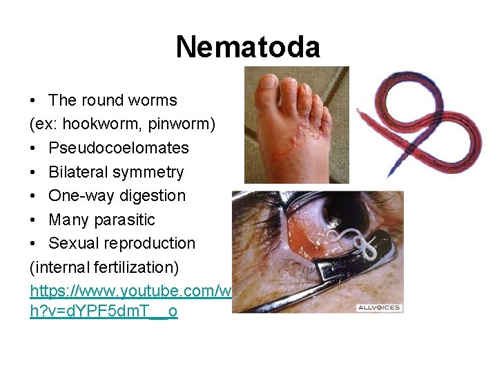 Nematoda • The round worms (ex: hookworm, pinworm) • Pseudocoelomates • Bilateral symmetry •