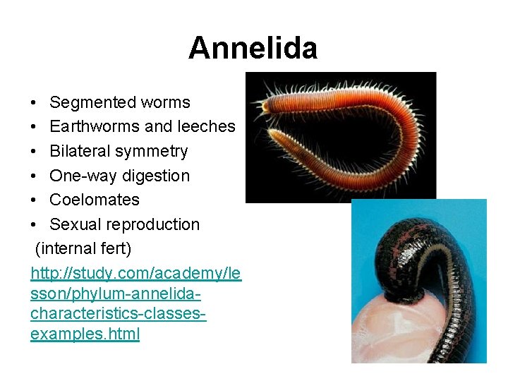 Annelida • Segmented worms • Earthworms and leeches • Bilateral symmetry • One-way digestion