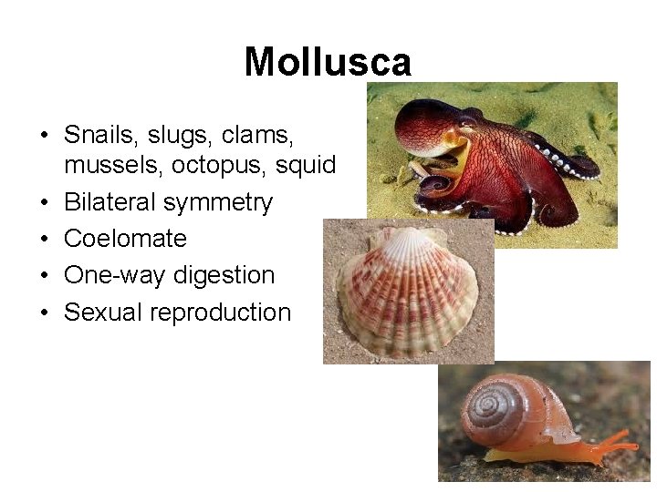 Mollusca • Snails, slugs, clams, mussels, octopus, squid • Bilateral symmetry • Coelomate •