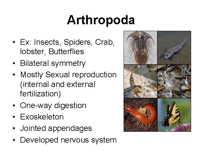 Arthropoda • Ex: Insects, Spiders, Crab, lobster, Butterflies • Bilateral symmetry • Mostly Sexual