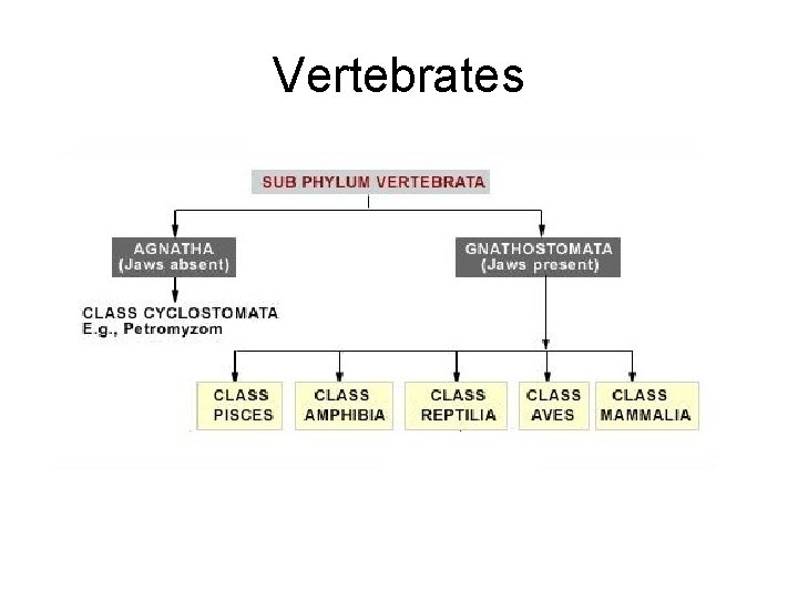 Vertebrates 