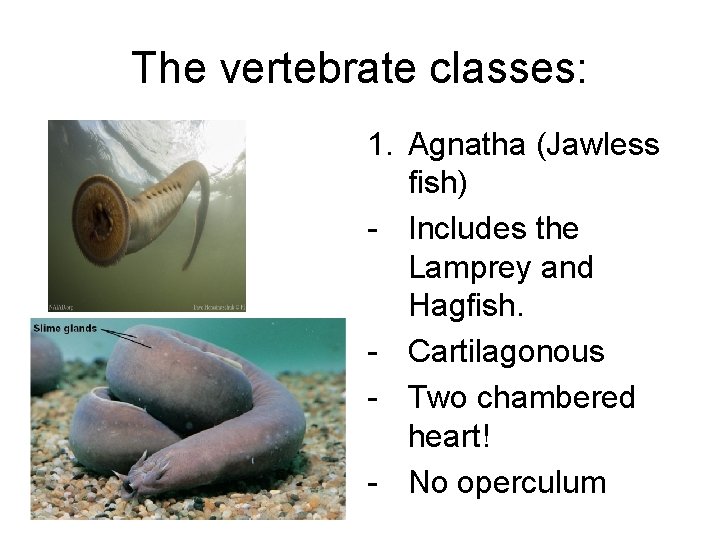The vertebrate classes: 1. Agnatha (Jawless fish) - Includes the Lamprey and Hagfish. -