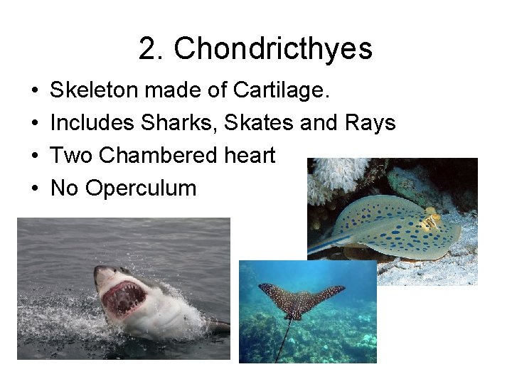 2. Chondricthyes • • Skeleton made of Cartilage. Includes Sharks, Skates and Rays Two