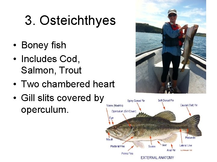 3. Osteichthyes • Boney fish • Includes Cod, Salmon, Trout • Two chambered heart