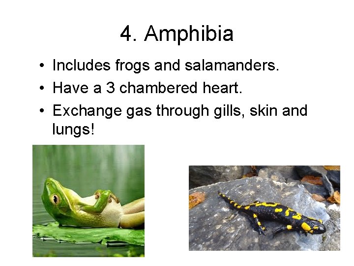 4. Amphibia • Includes frogs and salamanders. • Have a 3 chambered heart. •