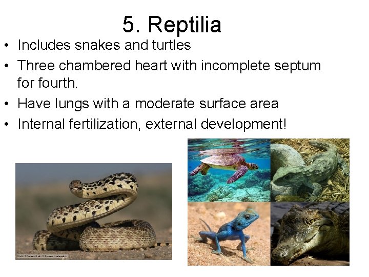 5. Reptilia • Includes snakes and turtles • Three chambered heart with incomplete septum