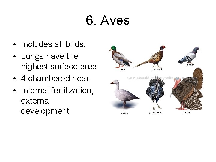 6. Aves • Includes all birds. • Lungs have the highest surface area. •