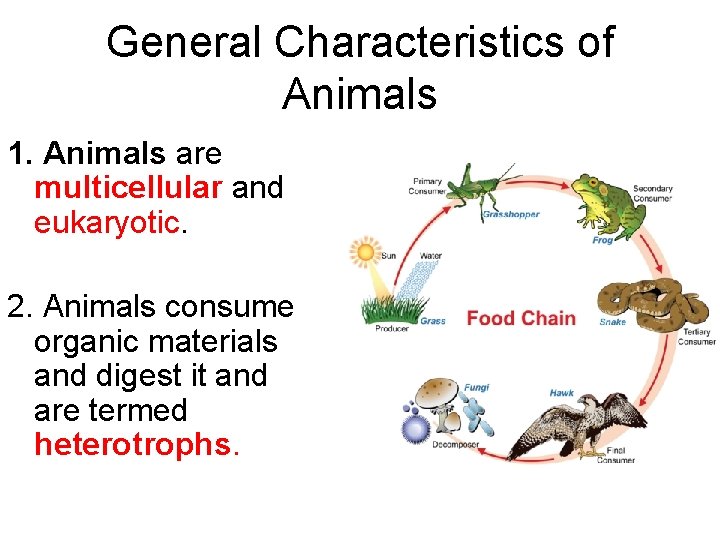 General Characteristics of Animals 1. Animals are multicellular and eukaryotic. 2. Animals consume organic